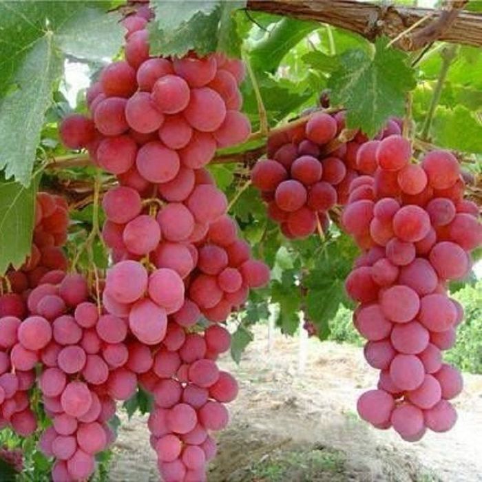 Butasi vita de vie (de vin și de masa)
