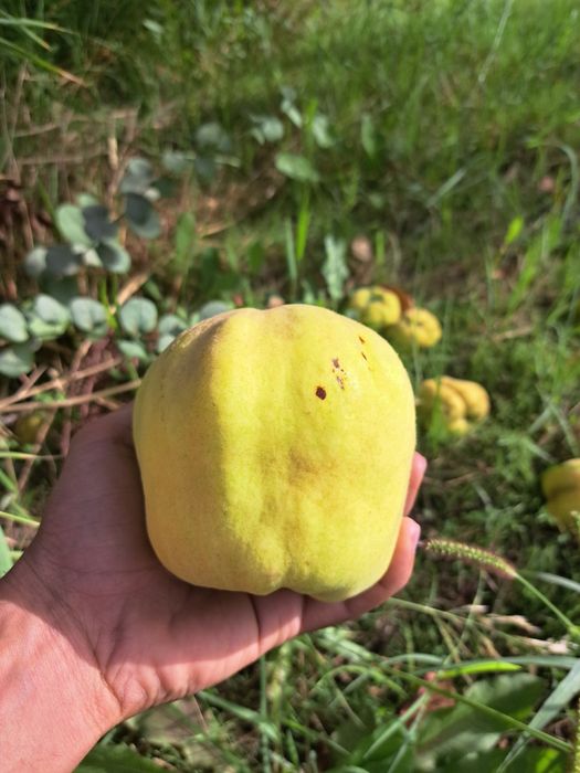 Bexi mevasi boģdan optom sotiladi