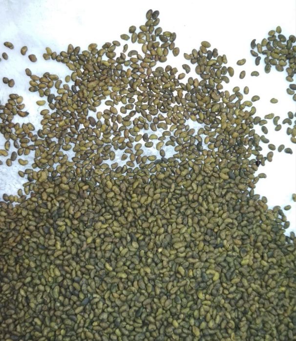 Жонышқа тұқымы магниттелген