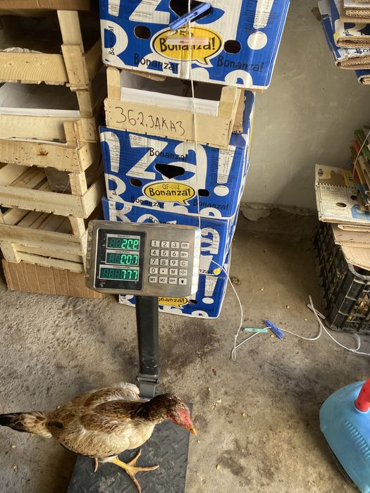 Dakan tovuq zoti saman ciqan 2ta bor boliwi 150mindan