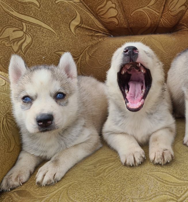 Продам щенков сибирской хаски.