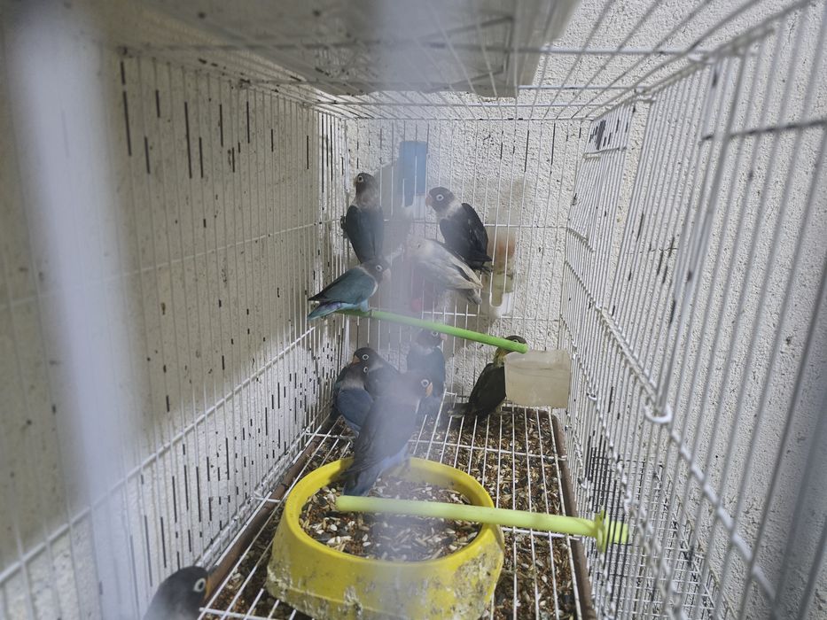 Неразлучники маскывые