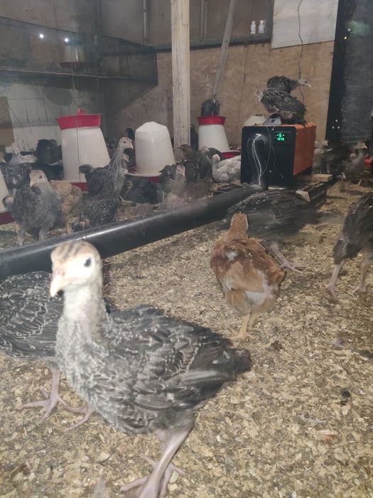 Pui curca ,rasa carne