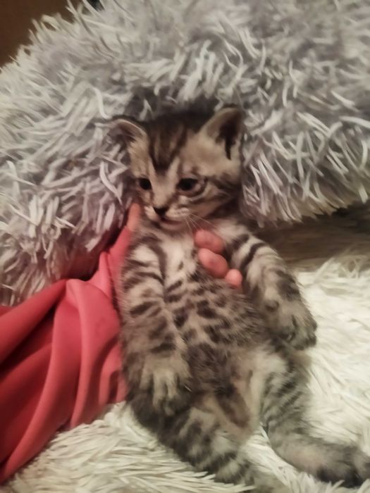 Отдам котенка в добрые руки