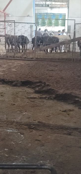 куй гунги бесплатно