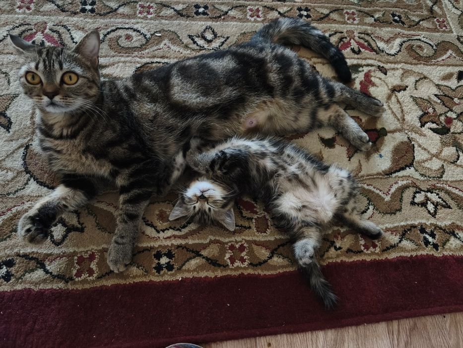 Шотладскии котенок мальчик