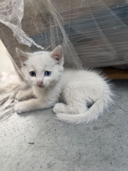 Кошка в добрые руки