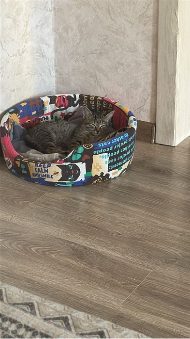 Отдам котенка в добрые руки!