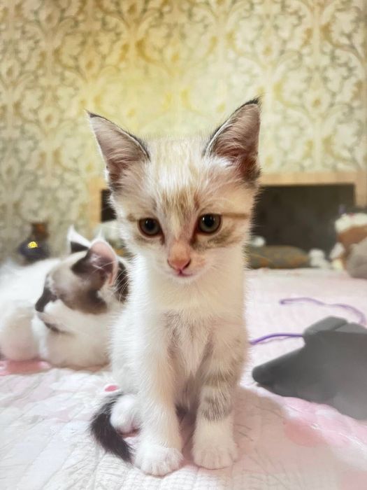 Продаются котята