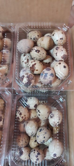 Продам перепелов живьём