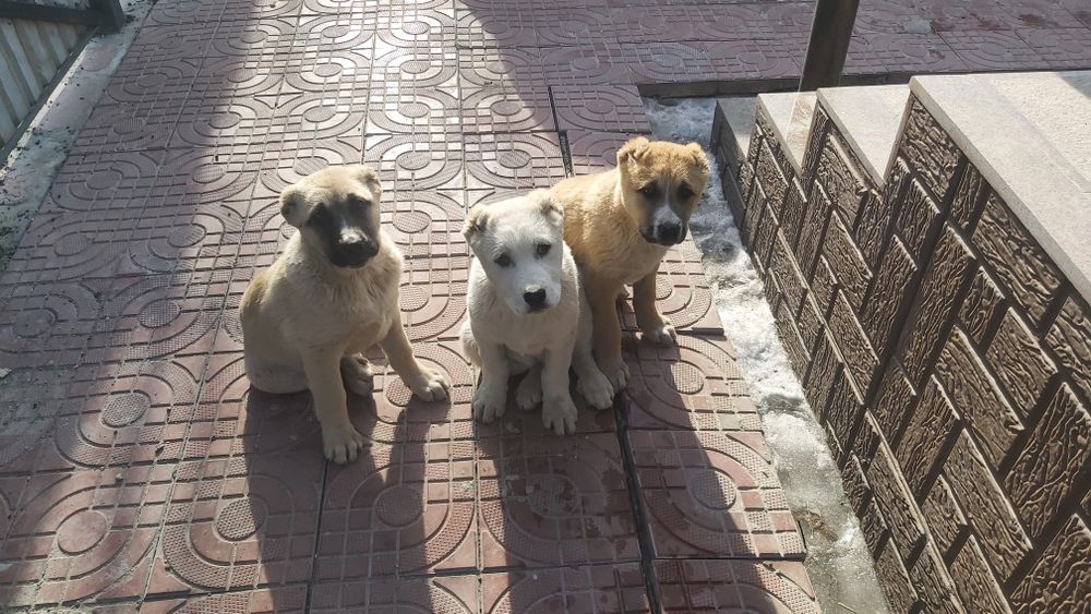 Алабай күшіктері, щенки