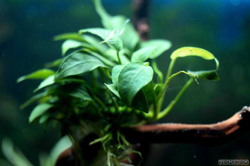 Plante naturale pentru acvariu