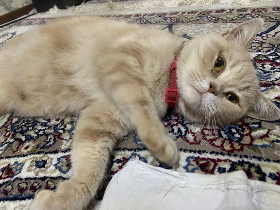 Кошка короткошерстная британка