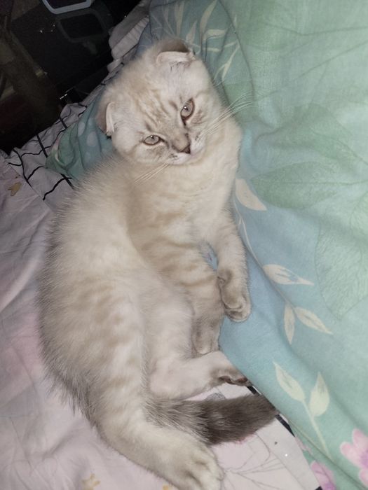 Котенок Скоттиш-фолд