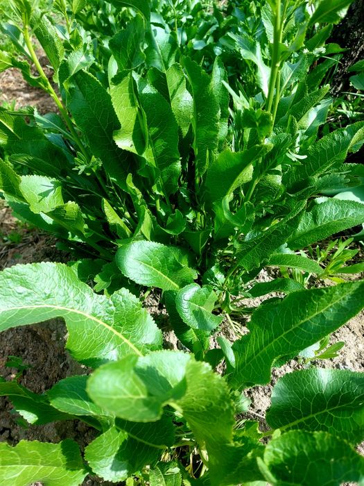 Продам кусты хрена и Мелиссы