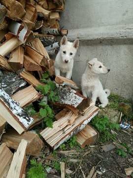 Продам щенков ЗСЛ!!!