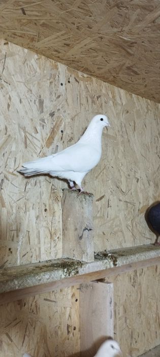 Голуби молодняк на продажу