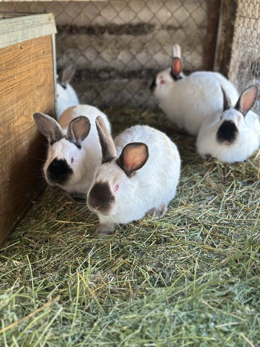 Кролики Калифорния