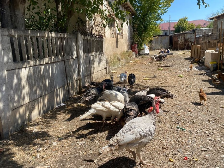 Индюки парода бг6 бронза 708