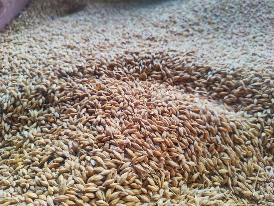 Ovaz, orzoaica de primavara, grau, porumb recolta 2025