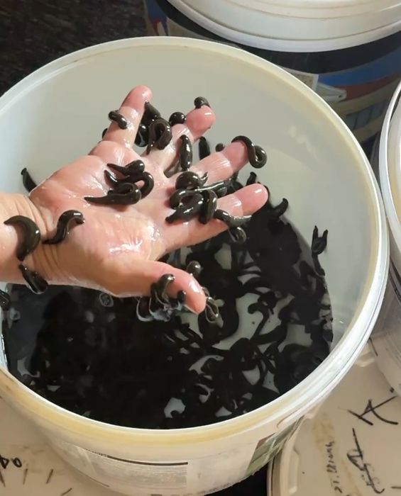 Zuluklar Rasseske optim narxda sifatle va arzon