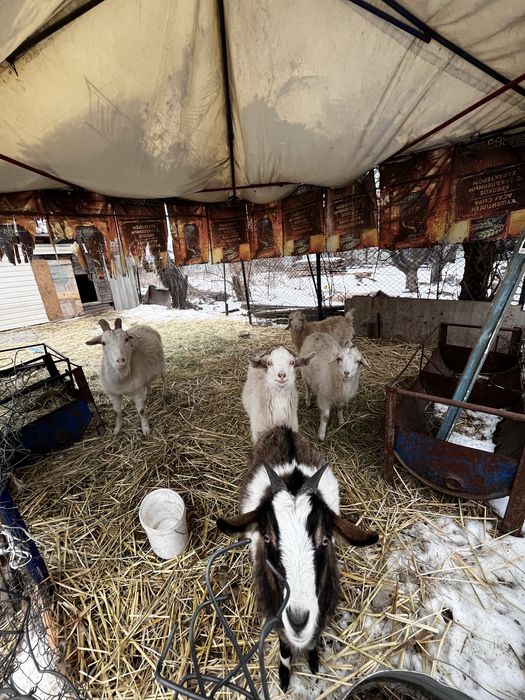 Продам коз козлят срочно