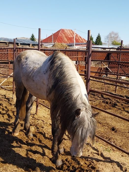 Продам жеребца возраст 8 лет