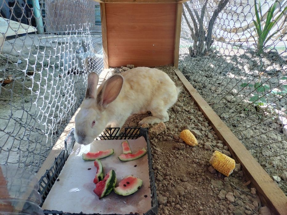 Продам кролики и петух курица
