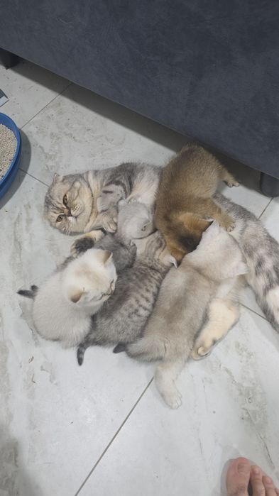 Котята Британские