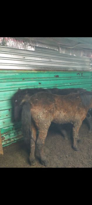 Жылқы, лошади, откорм, соғым