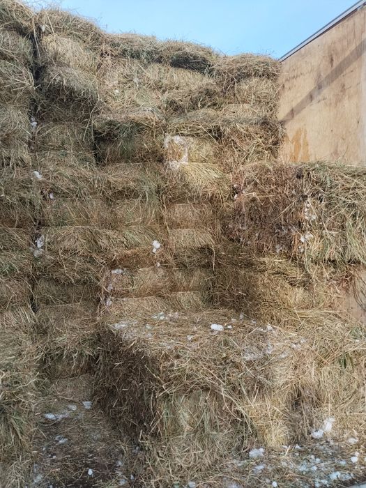 Продам сено тюкованое