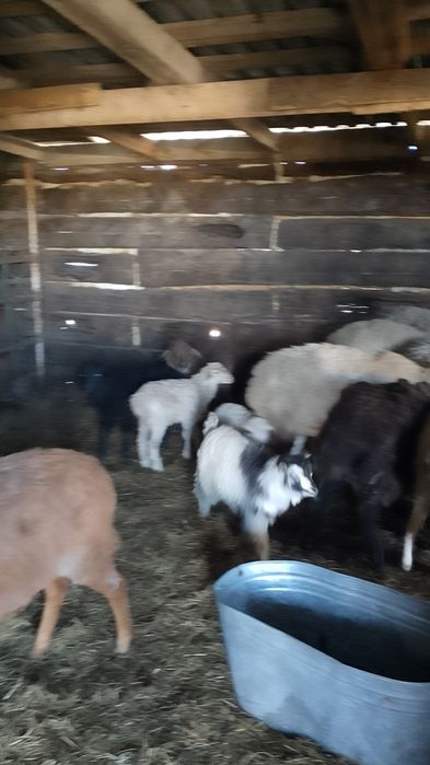 Продам овечек 33 головы