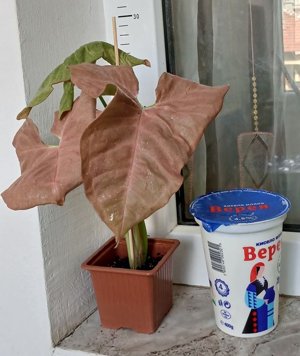 Колекция Сингониуми - Цвете на Щастието