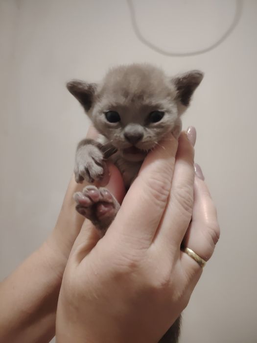 Европейская бурма