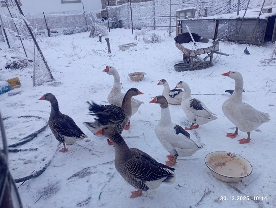 Продается гуси на новый год