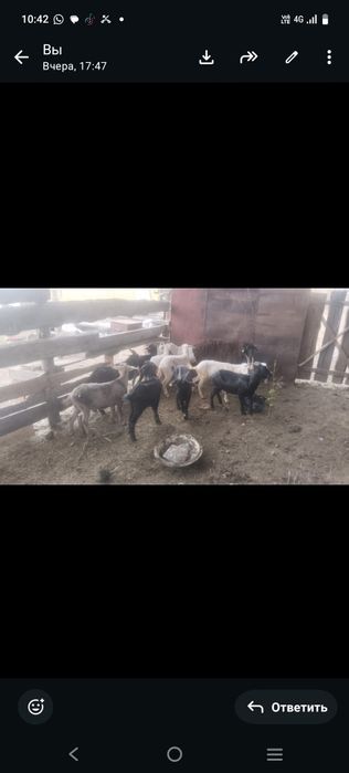 Ешкі сатылады 35000 Қысылған Серкелер бір жасарлық