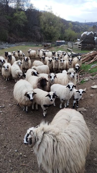 20 oi cu miei de vanzare