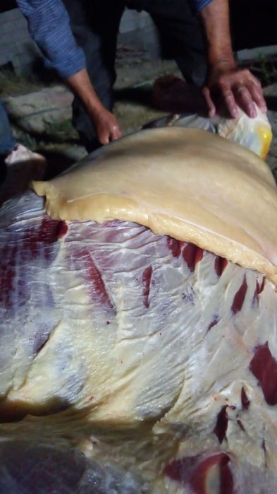 Дайын жілік жылқы еті бар