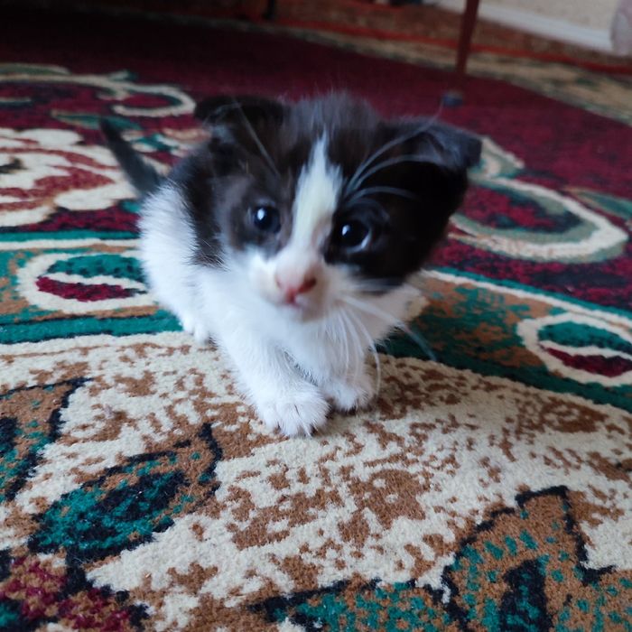 Кошки красавицы 1,5 месяца приучина в горшке девочки