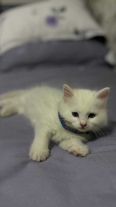 Продаётся девочка Турецкой Ангорки — редкая порода в Узбекистане!