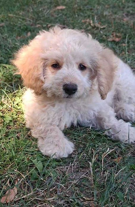 Bischon Maltez canina