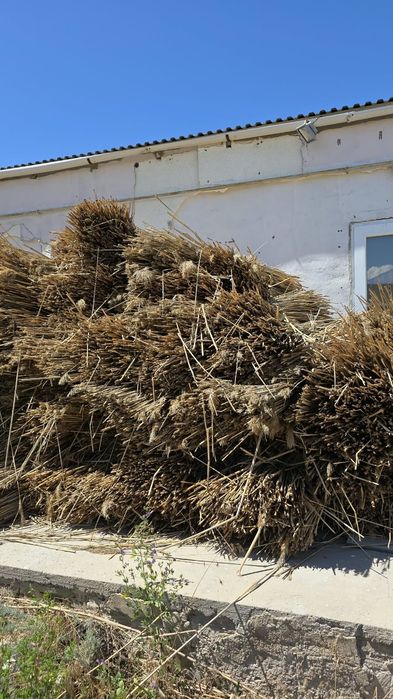 Баулы қамыс сатылады