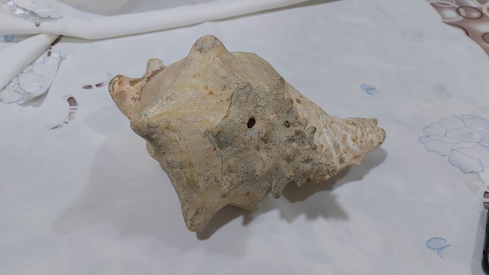 Ракушка, настоящая, кубинская