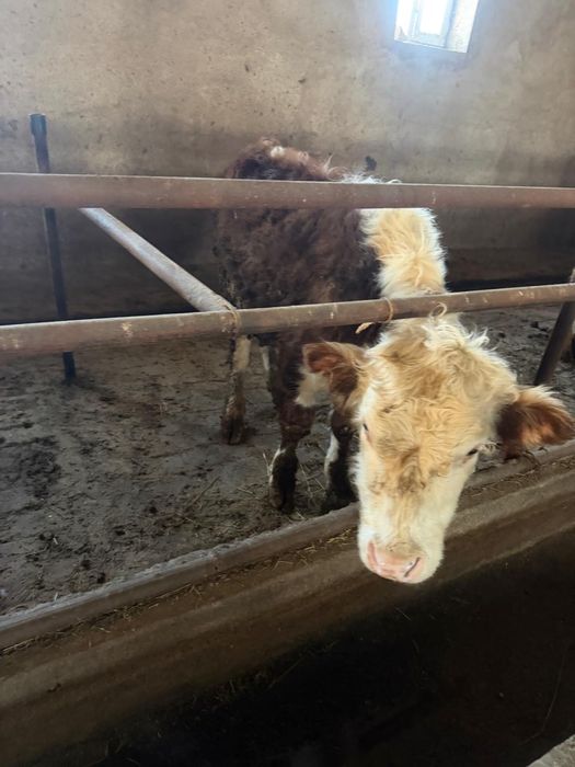 Бука 1.2 жасарлар