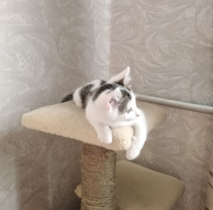 Отдам котенка в добрые руки