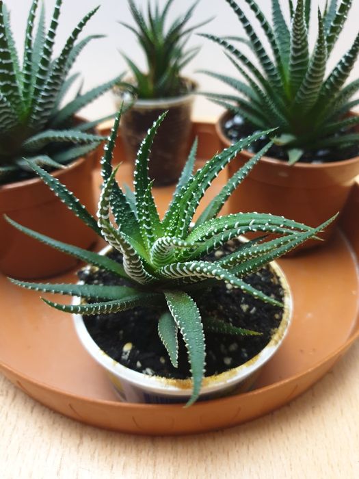 Хавортия. Домашнее растение.