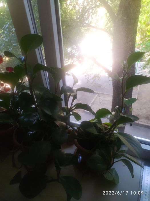 Разные комнатные цветы