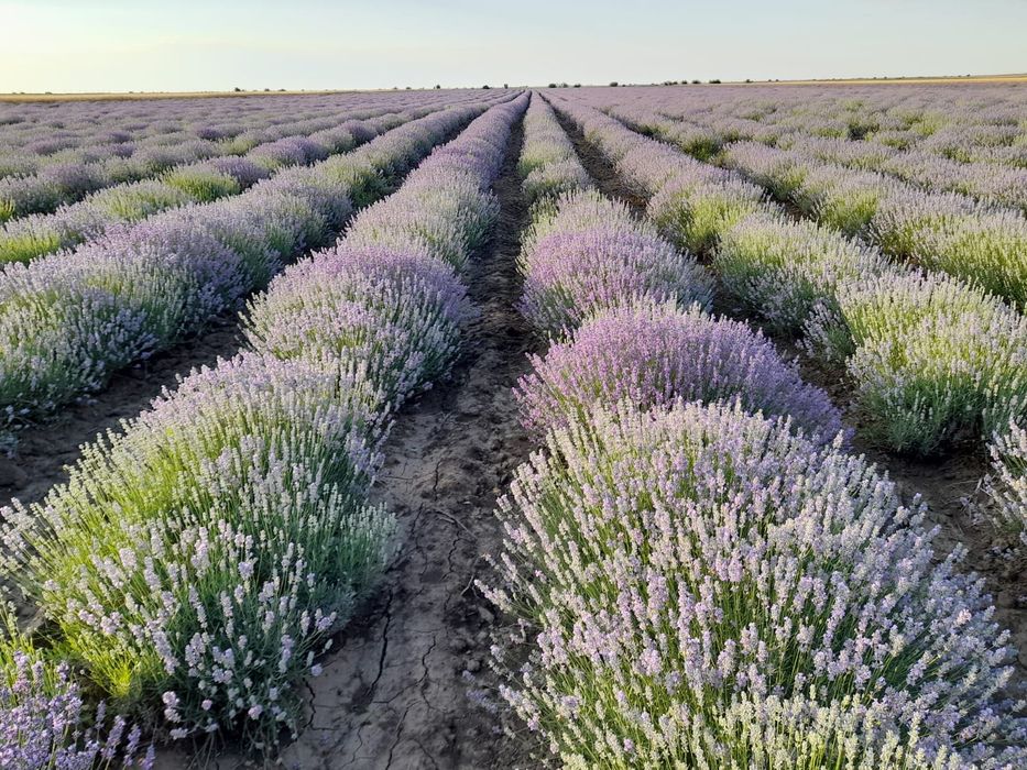 Ulei esential de lavanda, apa de lavanda