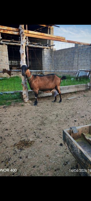 Ешкилер асыл тукымды