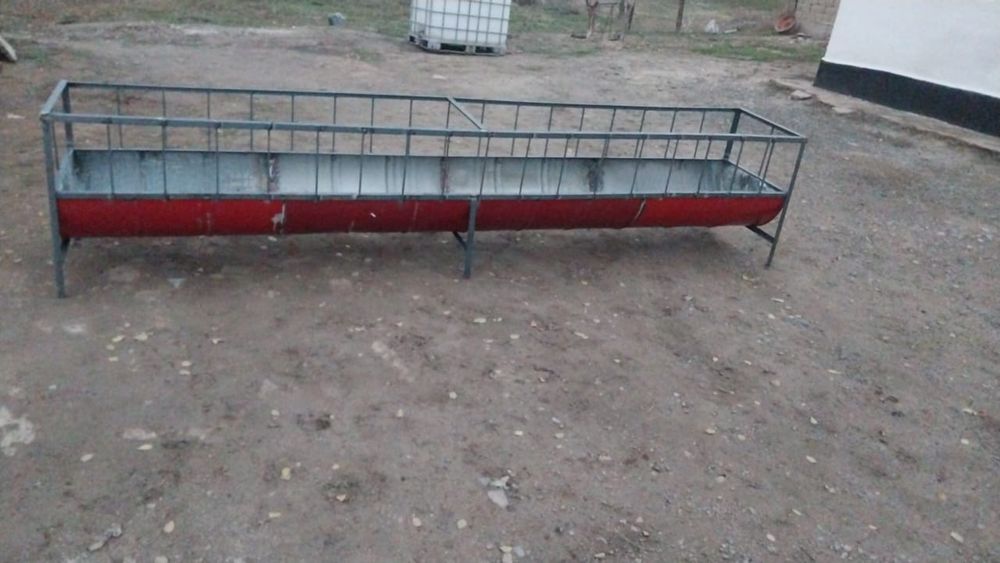 Астау науа қои баран